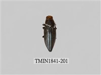 藏品(菲律賓產昆蟲)的圖片